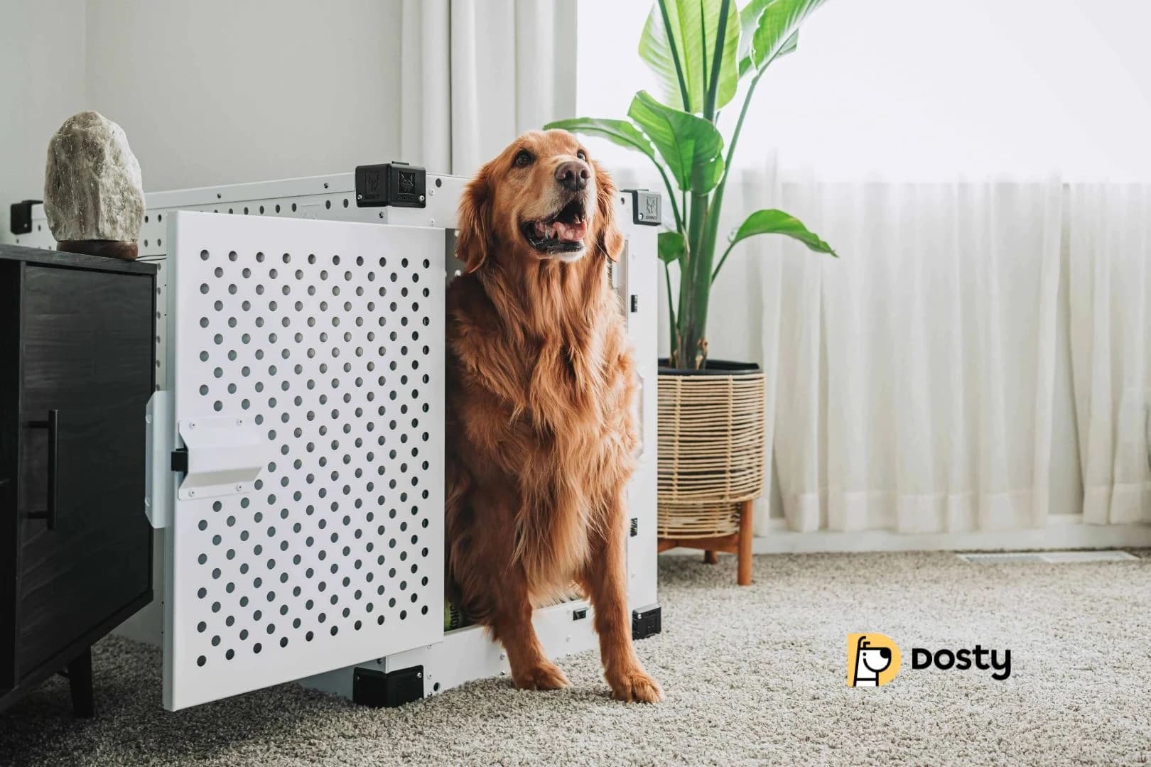 Choosing the Best Dog Crate for Small Spaces
