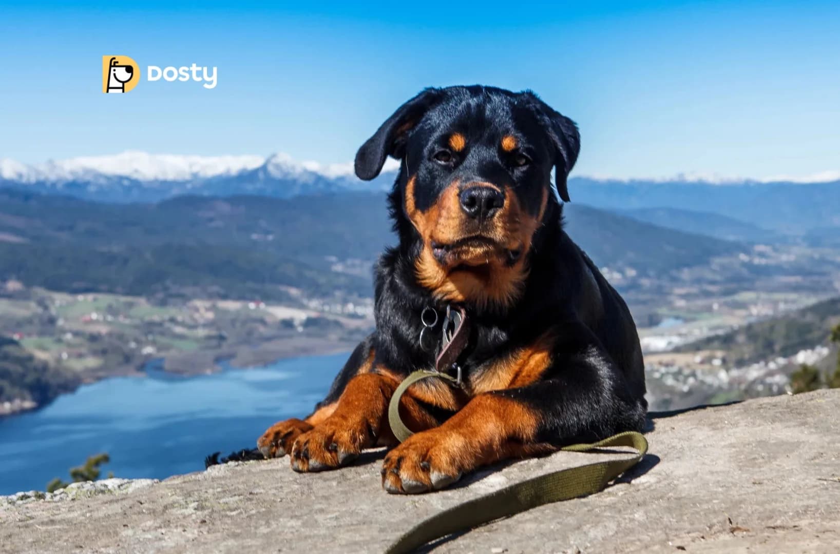 How Much Does a Rottweiler Cost?