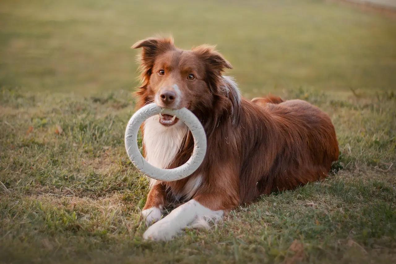 Top 10 Safe Toys for Dogs